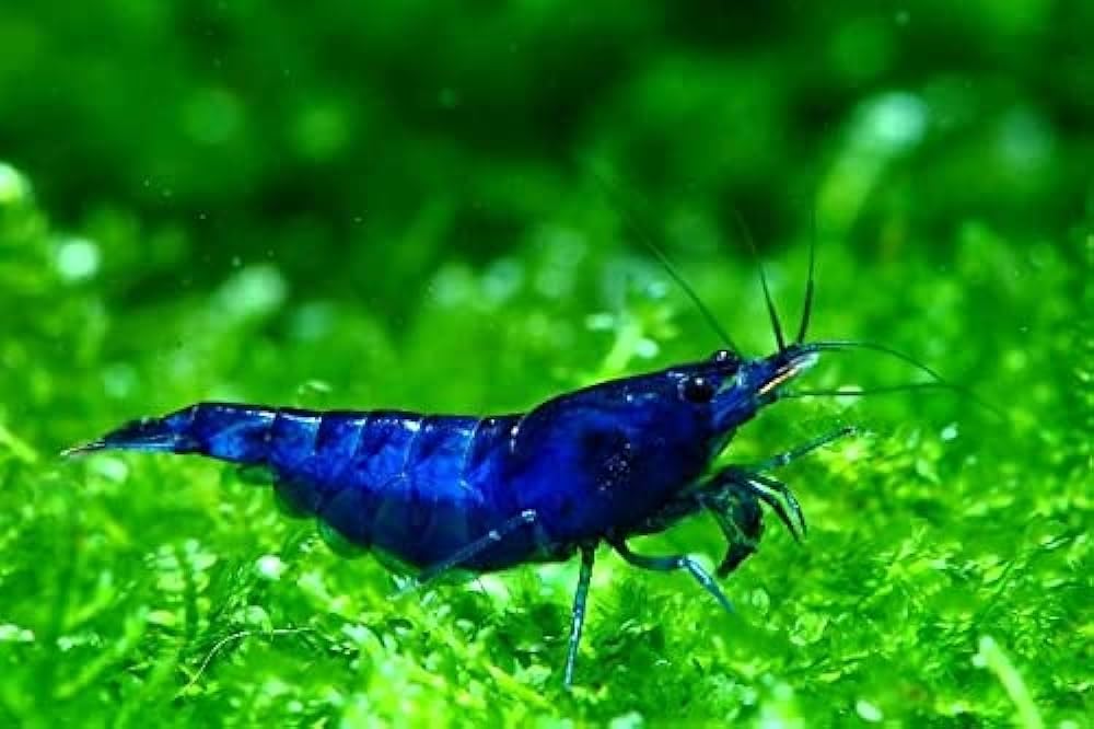 20 High Grade Blue Dream Freshwater Shrimp K19329