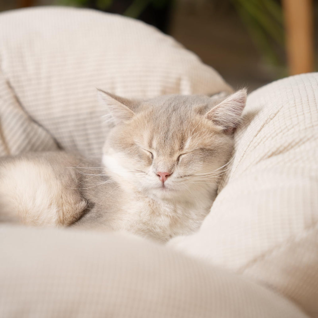 Elevated Cat Bed B304