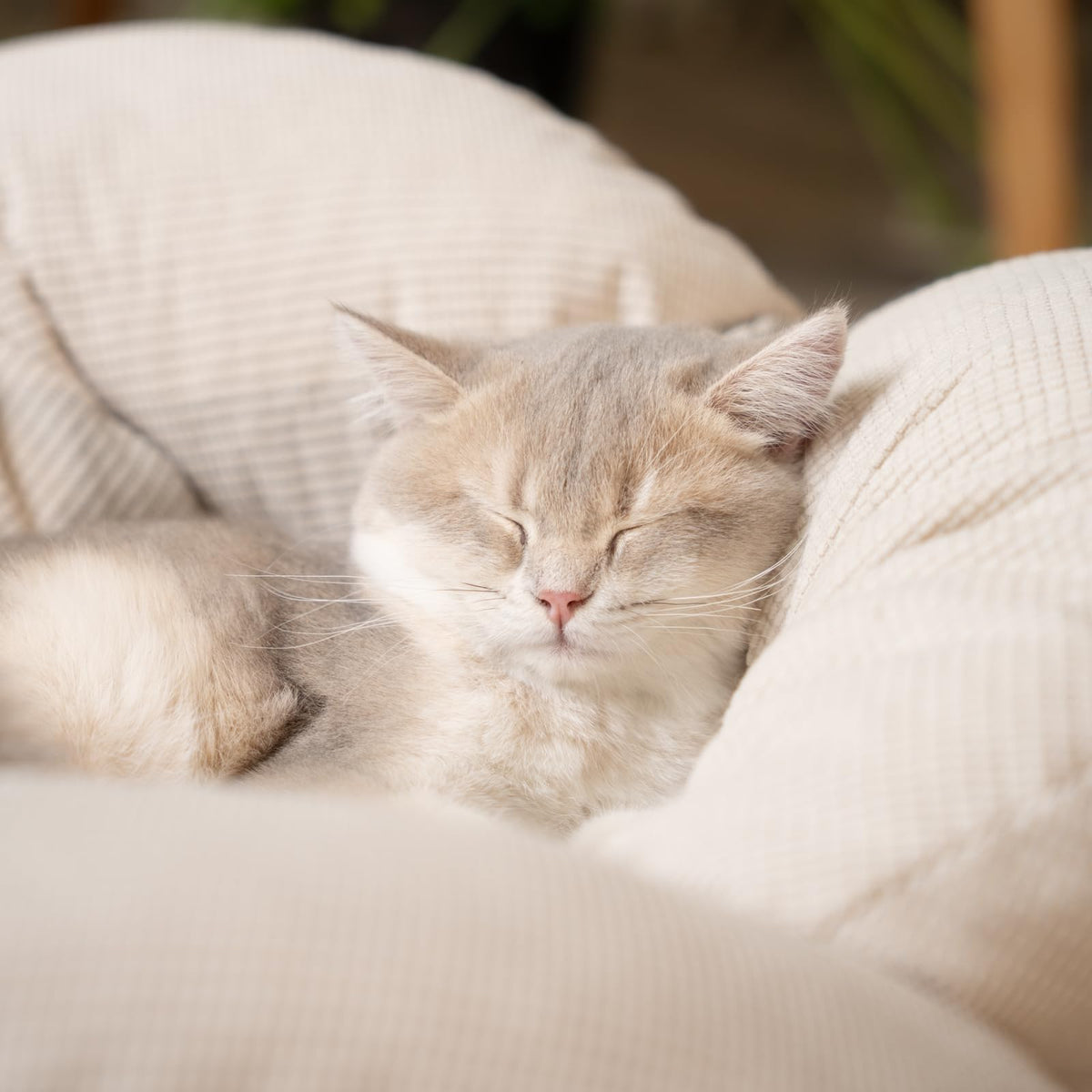 Elevated Cat Bed B304