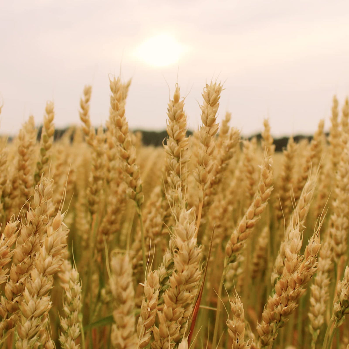 Soft White Wheat Berries 25 Lbs O98991