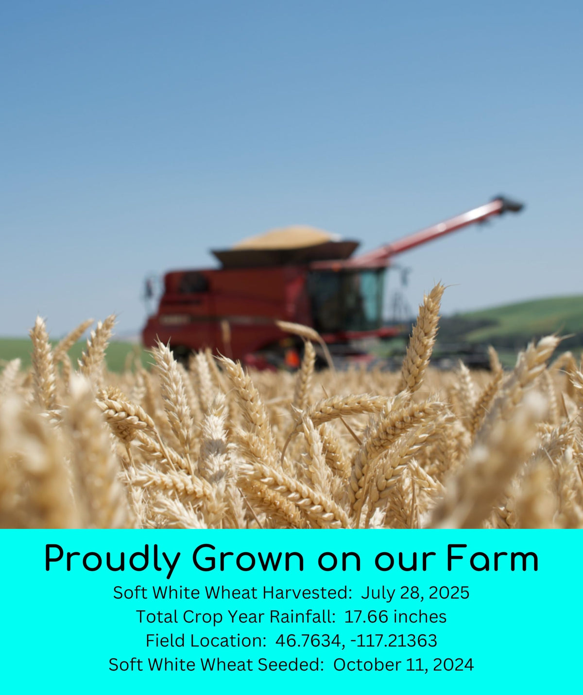 Soft White Wheat Berries 5 lbs C80435