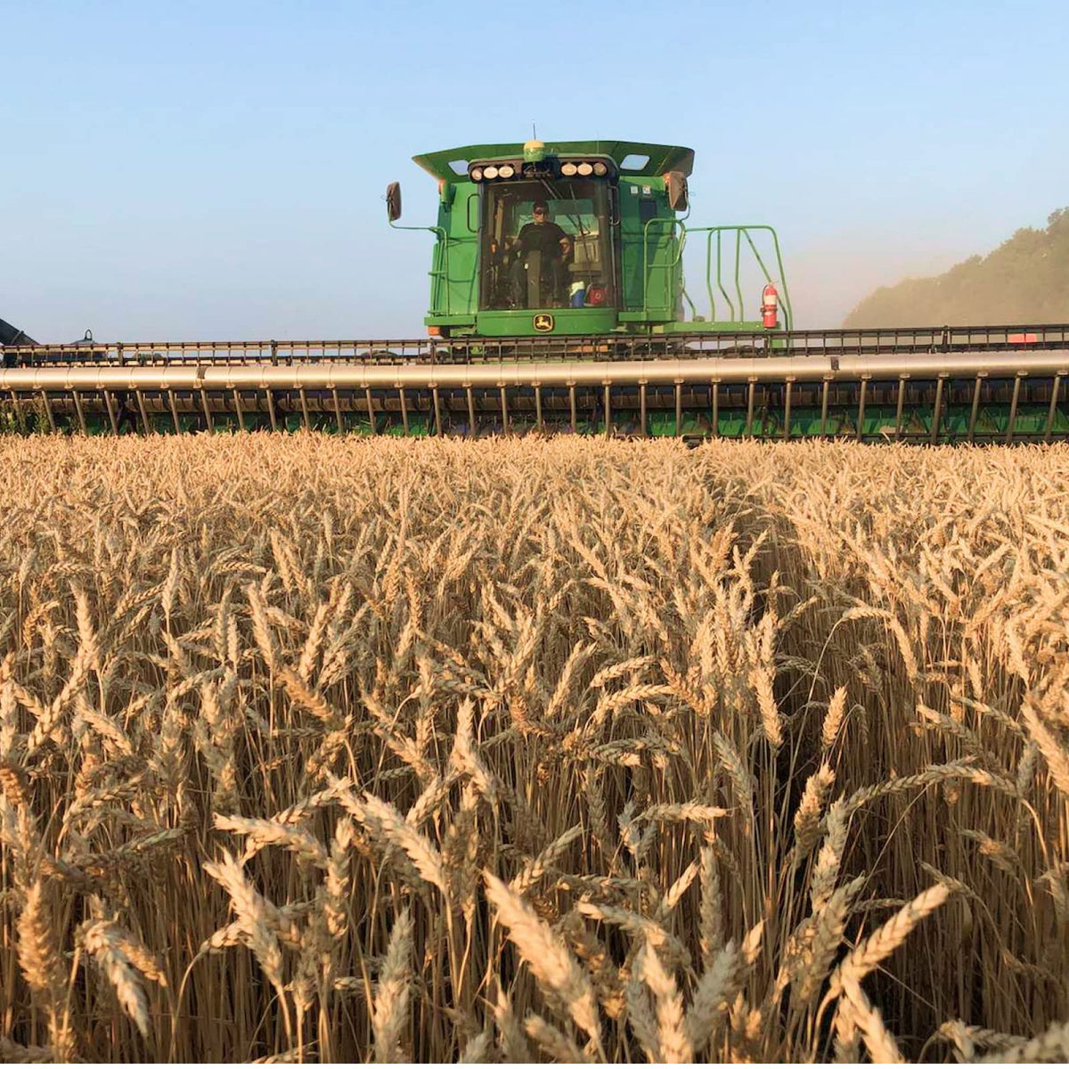 Soft White Wheat Berries 25 Lbs O98991