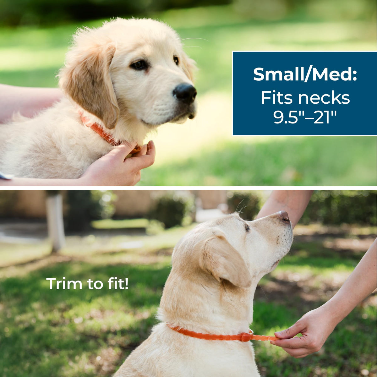 Dog Collar with Natural Essential Oils Y45953