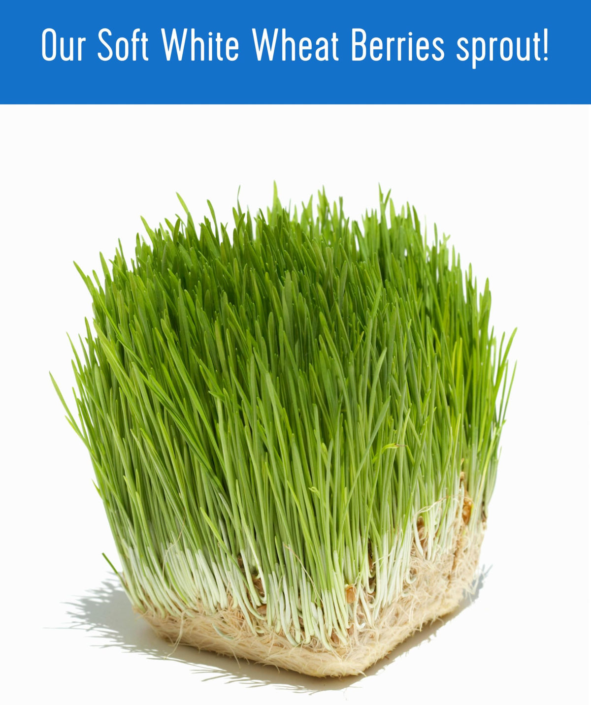 Soft White Wheat Berries 5 lbs C80435